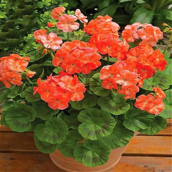 200 Sztuk/worek Nasiona Pelargonii Kwitnące Wielofunkcyjne Pachnące Rustykalne Nasiona Kwiatów Wybór Ogrodników do Parku Nasiona pelargonii