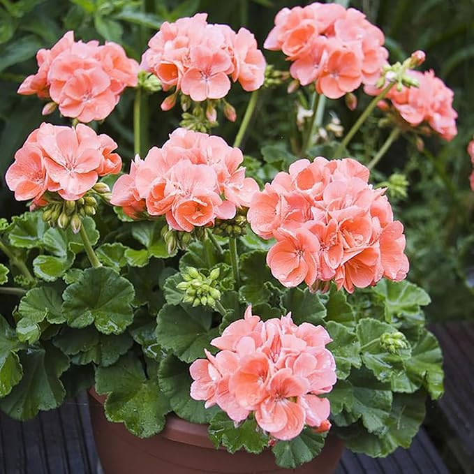 200 Sztuk/worek Nasiona Pelargonii Kwitnące Wielofunkcyjne Pachnące Rustykalne Nasiona Kwiatów Wybór Ogrodników do Parku Nasiona pelargonii