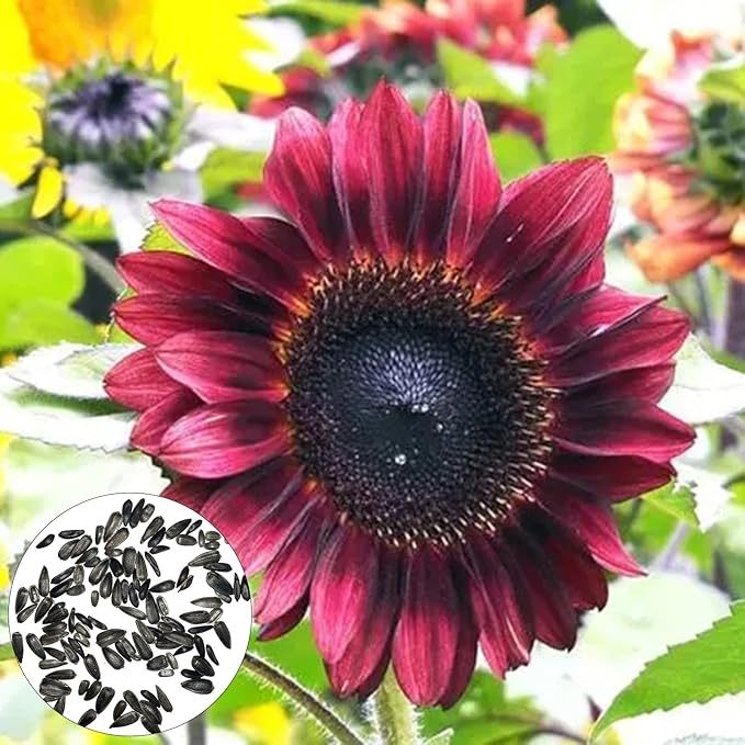 50 sztuk/worek nasiona słonecznika Evergreen szybko rosnące wysokie kiełkowanie łatwo sadzić nasiona Helianthus do ogrodu dla twojego pięknego ogrodu Fioletowy