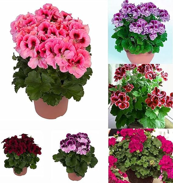 200 Sztuk/worek Nasiona Pelargonii Kwitnące Wielofunkcyjne Pachnące Rustykalne Nasiona Kwiatów Wybór Ogrodników do Parku Nasiona pelargonii