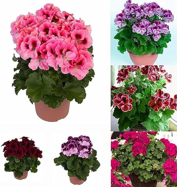 200 Sztuk/worek Nasiona Pelargonii Kwitnące Wielofunkcyjne Pachnące Rustykalne Nasiona Kwiatów Wybór Ogrodników do Parku Nasiona pelargonii