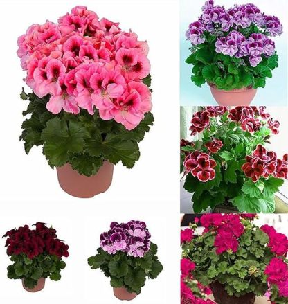 200 Sztuk/worek Nasiona Pelargonii Kwitnące Wielofunkcyjne Pachnące Rustykalne Nasiona Kwiatów Wybór Ogrodników do Parku Nasiona pelargonii