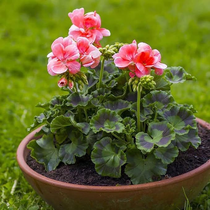 200 Sztuk/worek Nasiona Pelargonii Kwitnące Wielofunkcyjne Pachnące Rustykalne Nasiona Kwiatów Wybór Ogrodników do Parku Nasiona pelargonii