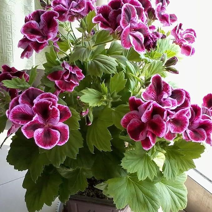200 Sztuk/worek Nasiona Pelargonii Kwitnące Wielofunkcyjne Pachnące Rustykalne Nasiona Kwiatów Wybór Ogrodników do Parku Nasiona pelargonii
