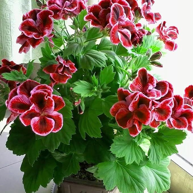 200 Sztuk/worek Nasiona Pelargonii Kwitnące Wielofunkcyjne Pachnące Rustykalne Nasiona Kwiatów Wybór Ogrodników do Parku Nasiona pelargonii