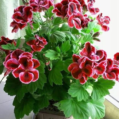 200 Sztuk/worek Nasiona Pelargonii Kwitnące Wielofunkcyjne Pachnące Rustykalne Nasiona Kwiatów Wybór Ogrodników do Parku Nasiona pelargonii