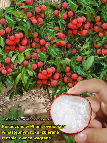 Król Liczi! 🌎 Odmiana liczi, która może być uprawiana na całym świecie! Owoce są większe niż jajka! 🥚✨