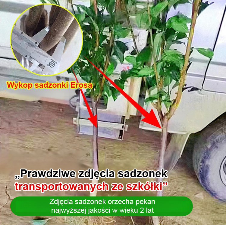 2-letnie sadzonki pekanu amerykańskiego z Teksasu, z dotacją rządową! 🌳 Posadź teraz, zbieraj plony w przyszłym roku! Gwarancja przeżycia! 🍂
