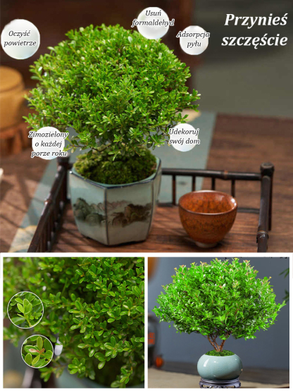 🌱 【Gimozielone przez cały rok】Nasiona Panthus minifolia👇Umieszczenie tej doniczki w domu może przynieść Ci szczęście i szczęście!
