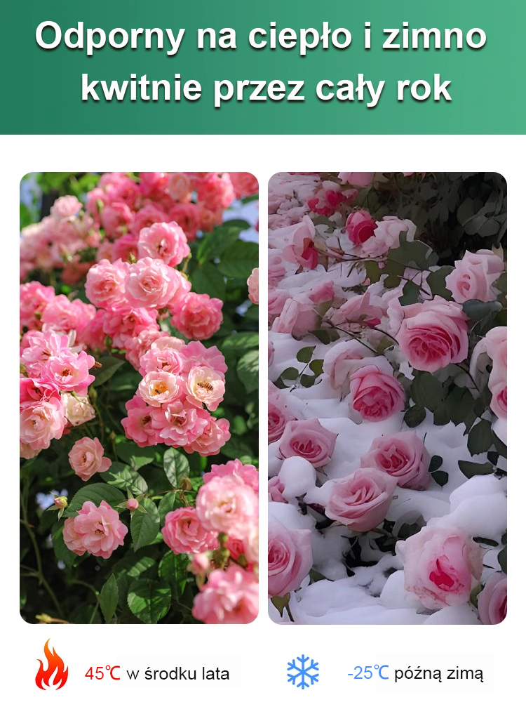 🌹【Róża pustyni】Naturalny perfum, odporna na ciepło i zimno, 🌸 okres kwitnienia ponad 200 dni! 💧 Wystarczy podlewać tylko dwa razy w roku!