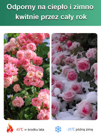 🌹【Róża pustyni】Naturalny perfum, odporna na ciepło i zimno, 🌸 okres kwitnienia ponad 200 dni! 💧 Wystarczy podlewać tylko dwa razy w roku!