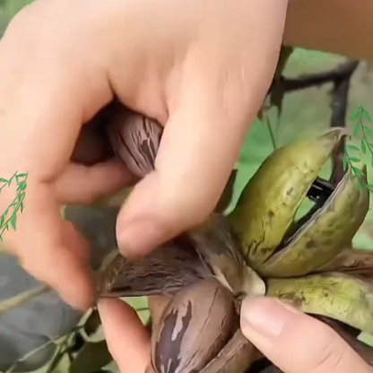 2-letnie sadzonki pekanu amerykańskiego z Teksasu, z dotacją rządową! 🌳 Posadź teraz, zbieraj plony w przyszłym roku! Gwarancja przeżycia! 🍂