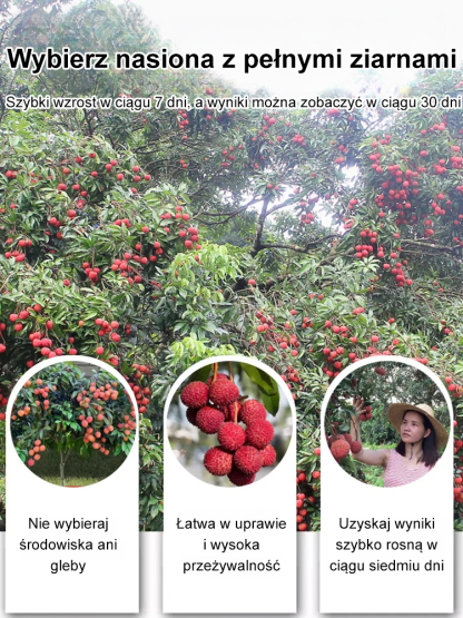 Król Liczi! 🌎 Odmiana liczi, która może być uprawiana na całym świecie! Owoce są większe niż jajka! 🥚✨