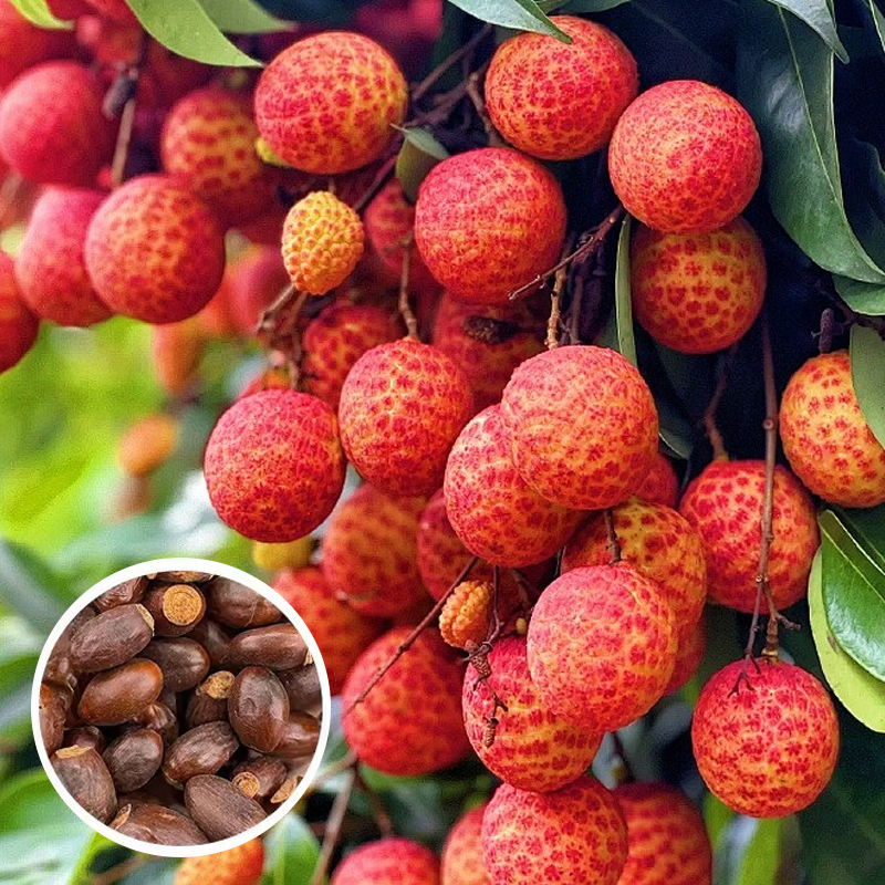 Król Liczi! 🌎 Odmiana liczi, która może być uprawiana na całym świecie! Owoce są większe niż jajka! 🥚✨