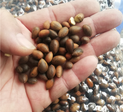 🌱 【Gimozielone przez cały rok】Nasiona Panthus minifolia👇Umieszczenie tej doniczki w domu może przynieść Ci szczęście i szczęście!