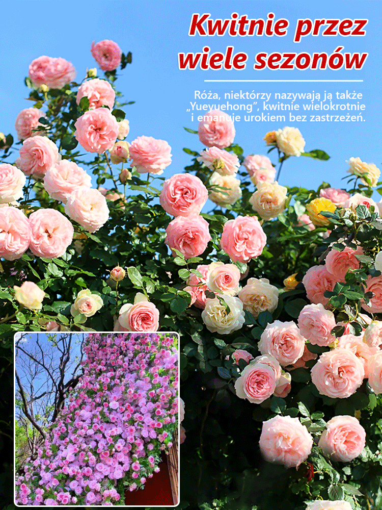 Szybkorosnące Róże Pnące - 7Kolorów - Rosną 3cm Dziennie! 🌸 Bajeczna Ściana Kwiatów | Odporne na Mróz ✅ 95% Kiełkowania ✨