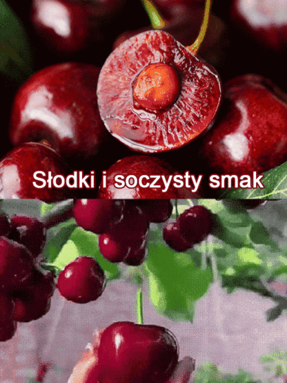 [Szybko rosnące, mocne i odporne na życie] Sadzonki wiśni, które owocują w tym samym roku