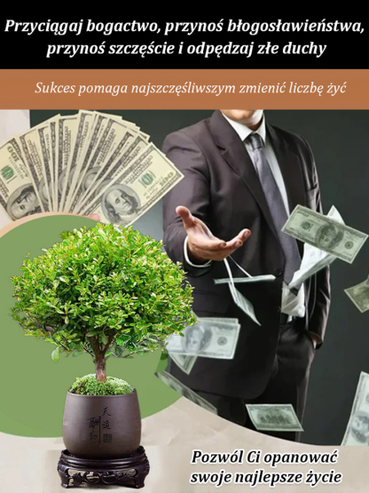 🌱 【Gimozielone przez cały rok】Nasiona Panthus minifolia👇Umieszczenie tej doniczki w domu może przynieść Ci szczęście i szczęście!