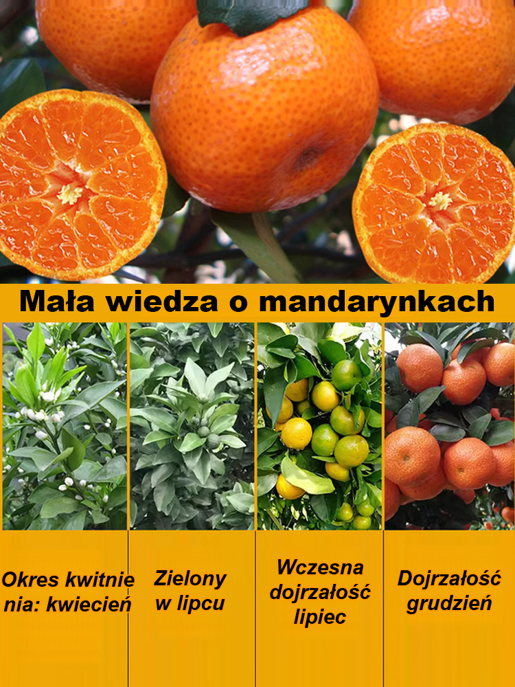 【Gwarancja przeżycia】Dwuletnie ulepszone sadzonki mandarynek cukrowych, nadające się do uprawy w pomieszczeniach i na zewnątrz 🍊
