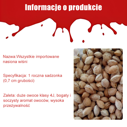 【Wysokiej jakości nasiona czereśni z Chile】Duże owoce, mięsiste, z małą pestką, bardzo smaczne i bogate w składniki odżywcze. Łatwe w uprawie, wysoka przeżywalność.