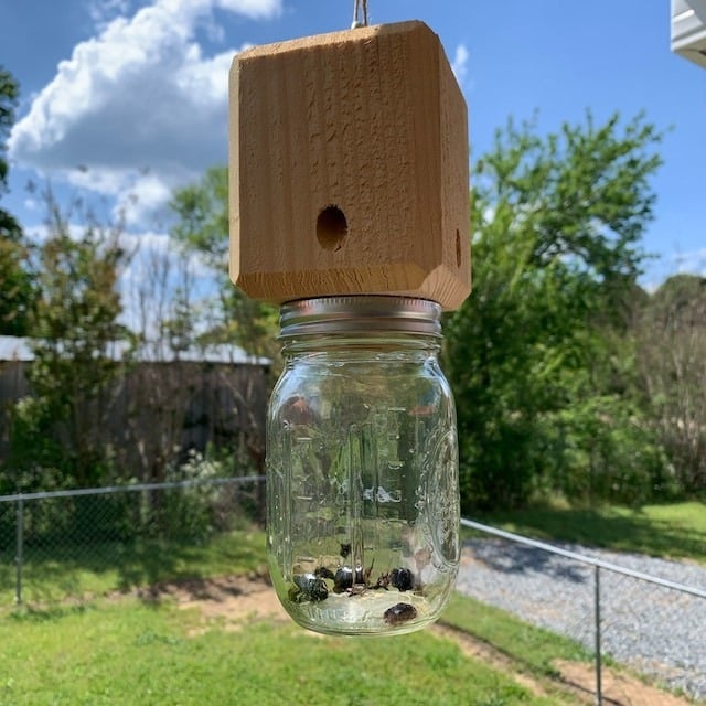 ✨Hot Sale 49% OFF--🔥Best Carpenter Bee Trap