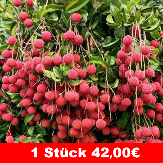 Ausgewählte Litschisetzlinge! Früchte größer als ein Ei, dickes Fruchtfleisch! 99% Überlebensrate!