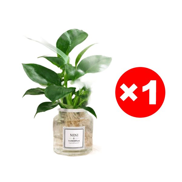 Wunder-Goldranke: 0€ Luftreiniger, 100% Tierfreundlich & wächst 3 Monate ohne Wasser!
