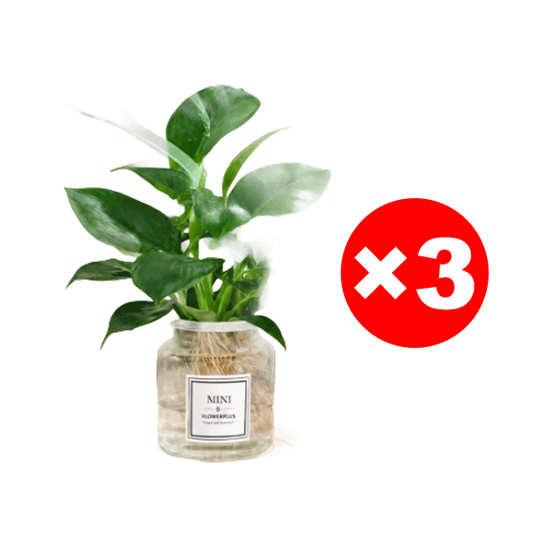 Wunder-Goldranke: 0€ Luftreiniger, 100% Tierfreundlich & wächst 3 Monate ohne Wasser!