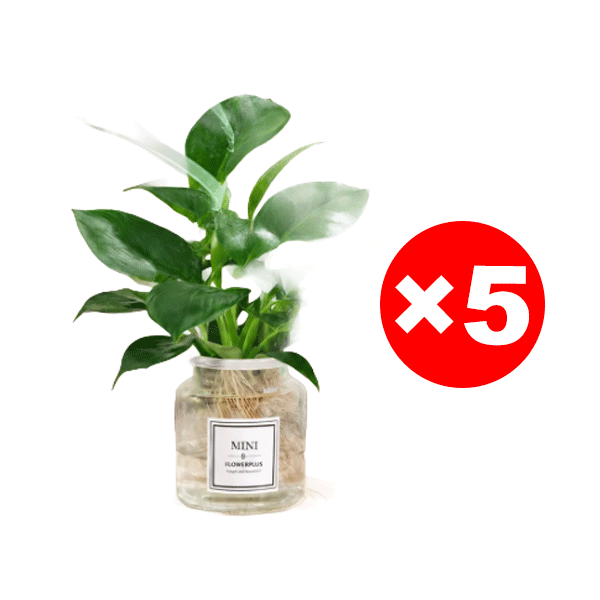 Wunder-Goldranke: 0€ Luftreiniger, 100% Tierfreundlich & wächst 3 Monate ohne Wasser!