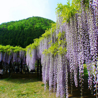 Blühender Wasserfall - Ganzjährig blühende Kletterpflanze, Wisteria-Setzling.