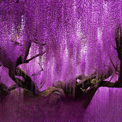 Blühender Wasserfall - Ganzjährig blühende Kletterpflanze, Wisteria-Setzling.