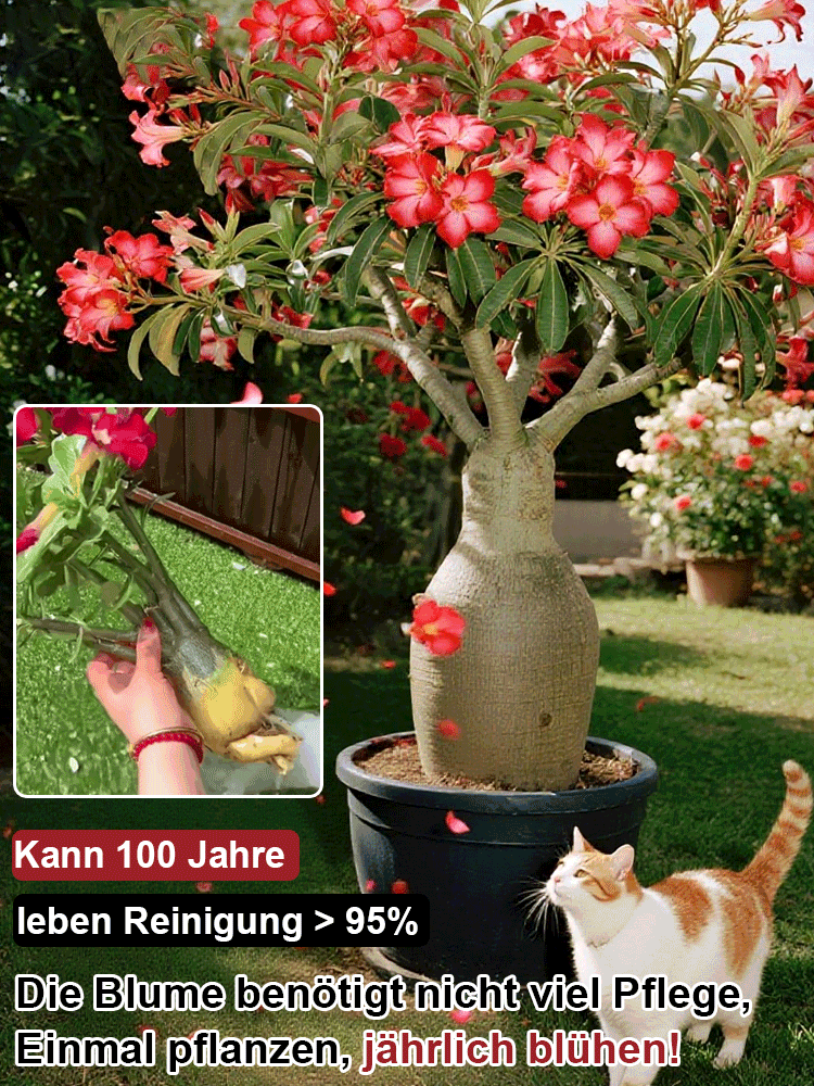 【Mit Wasser gedeiht es 100 Jahre】Wüstenrosen-Zwiebelblume