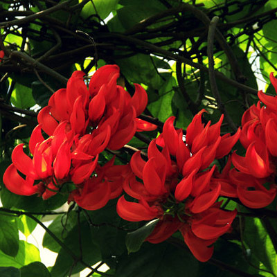 Blühender Wasserfall - Ganzjährig blühende Kletterpflanze, Wisteria-Setzling.