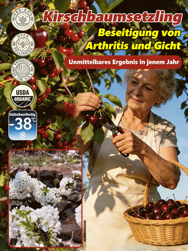 【Die Familien-Kirschfabrik】Kirschbaum-Setzling mit Fruchtertrag in nur 3 Monaten