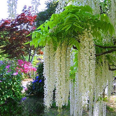 Blühender Wasserfall - Ganzjährig blühende Kletterpflanze, Wisteria-Setzling.