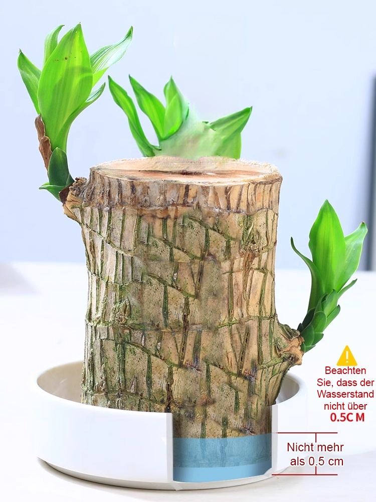 Wassergezogene brasilianische Glückspflanze, blüht das ganze Jahr über