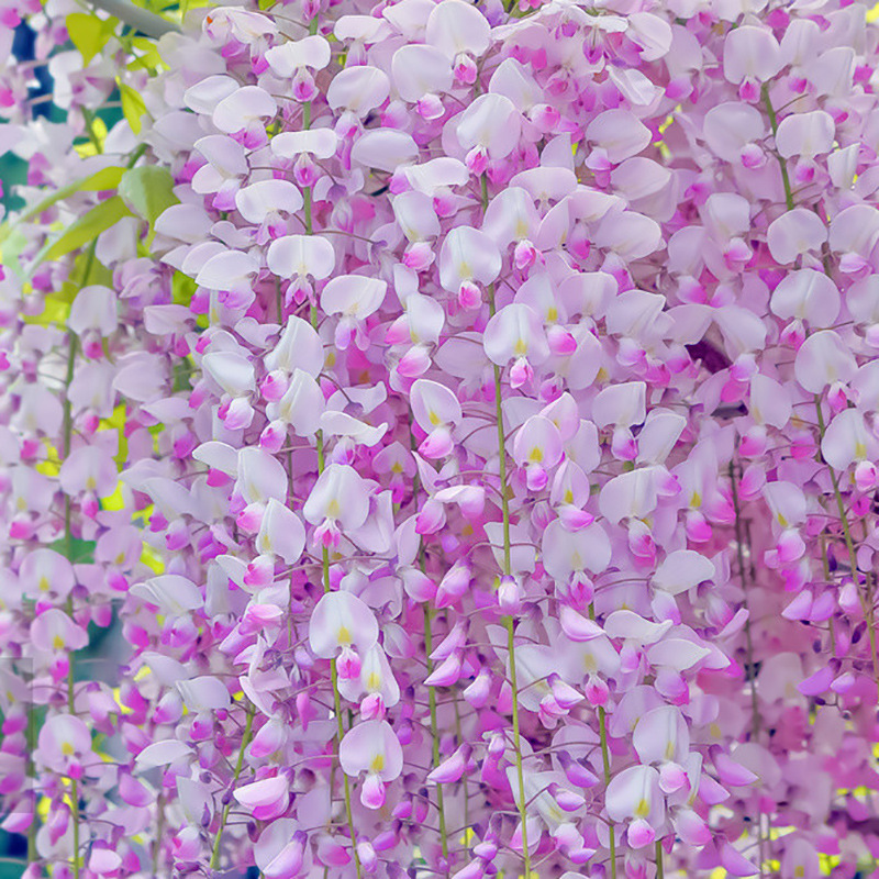 Blühender Wasserfall - Ganzjährig blühende Kletterpflanze, Wisteria-Setzling.
