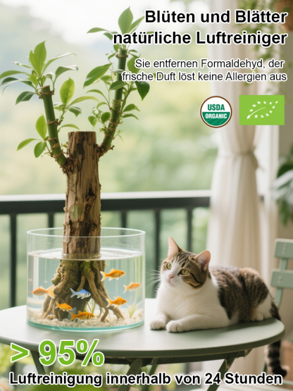 Wassergezogene brasilianische Glückspflanze, blüht das ganze Jahr über