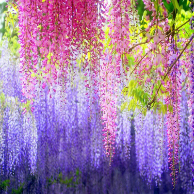 Blühender Wasserfall - Ganzjährig blühende Kletterpflanze, Wisteria-Setzling.