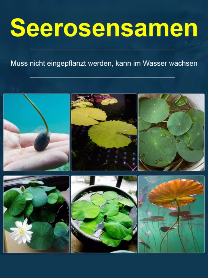 Bodenlose hydroponische mehrfarbige Seerosen-Samen