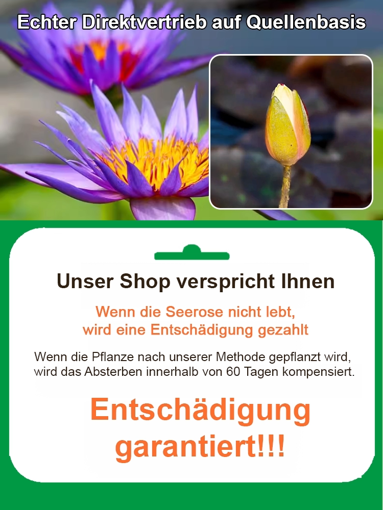 Bodenlose hydroponische mehrfarbige Seerosen-Samen