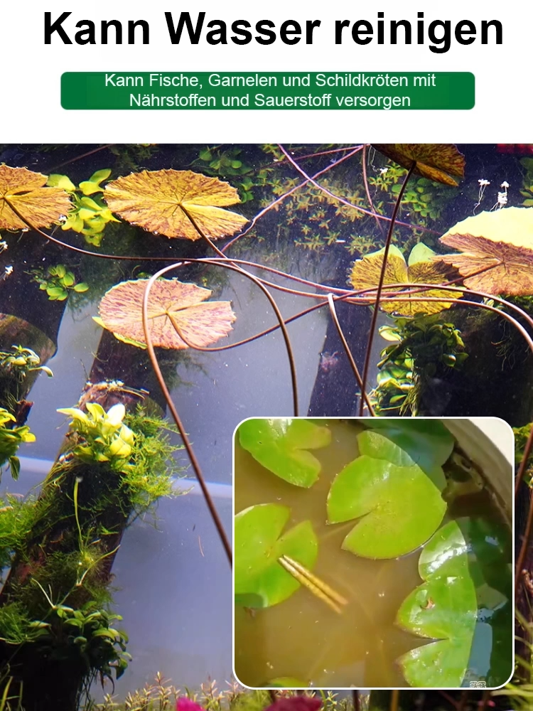 Bodenlose hydroponische mehrfarbige Seerosen-Samen