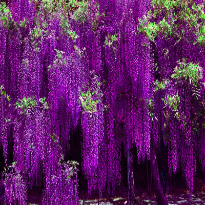 Blühender Wasserfall - Ganzjährig blühende Kletterpflanze, Wisteria-Setzling.