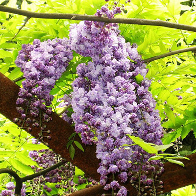 Blühender Wasserfall - Ganzjährig blühende Kletterpflanze, Wisteria-Setzling.