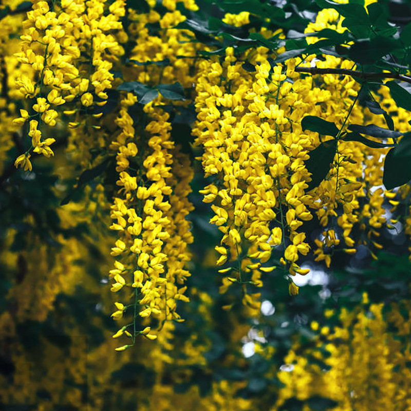 Blühender Wasserfall - Ganzjährig blühende Kletterpflanze, Wisteria-Setzling.
