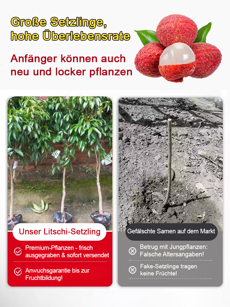 Ausgewählte Litschisetzlinge! Früchte größer als ein Ei, dickes Fruchtfleisch! 99% Überlebensrate!