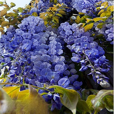 Blühender Wasserfall - Ganzjährig blühende Kletterpflanze, Wisteria-Setzling.