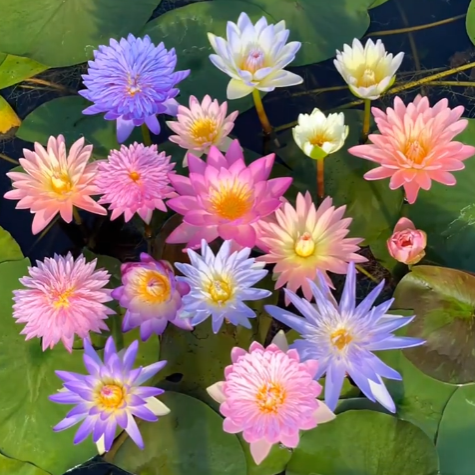 Bodenlose hydroponische mehrfarbige Seerosen-Samen