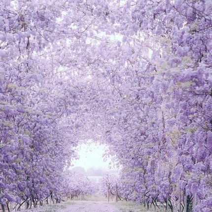 Blühender Wasserfall - Ganzjährig blühende Kletterpflanze, Wisteria-Setzling.