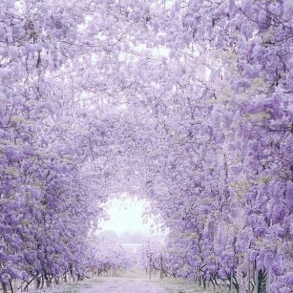 Blühender Wasserfall - Ganzjährig blühende Kletterpflanze, Wisteria-Setzling.
